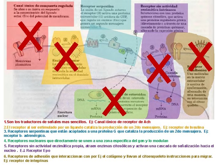 1. Son los traductores de señales mas sencillos. Ej: Canal iónico de receptor de