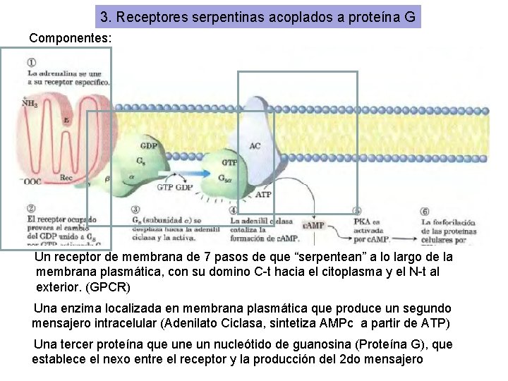 3. Receptores serpentinas acoplados a proteína G Componentes: Un receptor de membrana de 7
