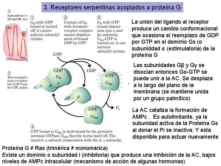 3. Receptores serpentinas acoplados a proteína G La unión del ligando al receptor produce