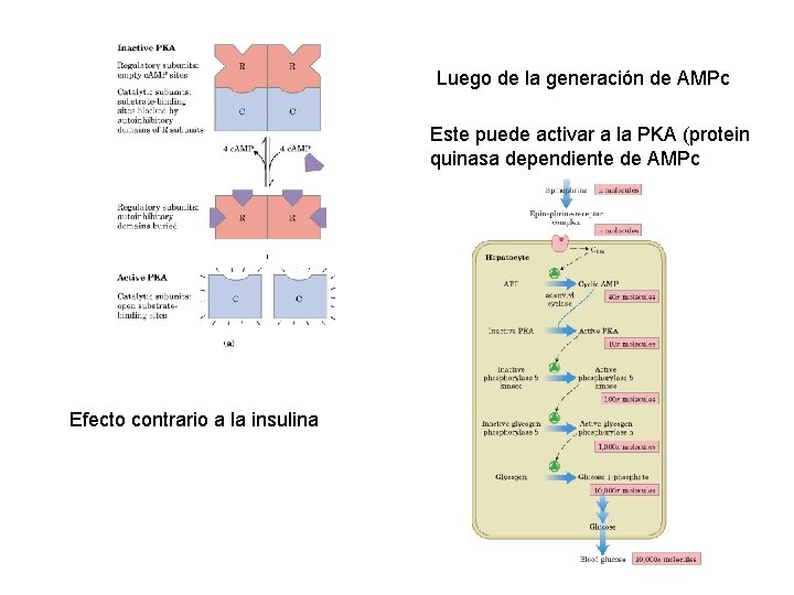 Luego de la generación de AMPc Este puede activar a la PKA (protein quinasa