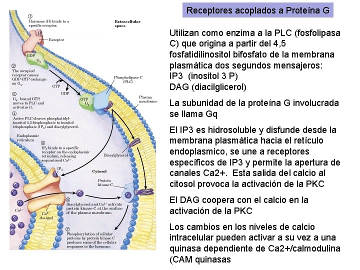 Receptores acoplados a Proteína G Utilizan como enzima a la PLC (fosfolipasa C) que