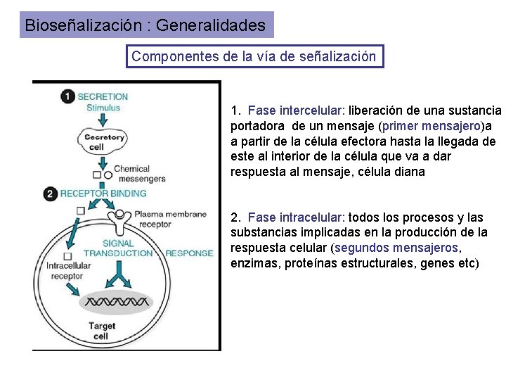 Bioseñalización : Generalidades Componentes de la vía de señalización 1. Fase intercelular: liberación de