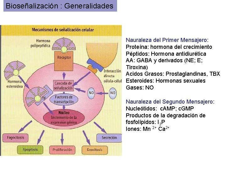 Bioseñalización : Generalidades Nauraleza del Primer Mensajero: Proteína: hormona del crecimiento Péptidos: Hormona antidiurética