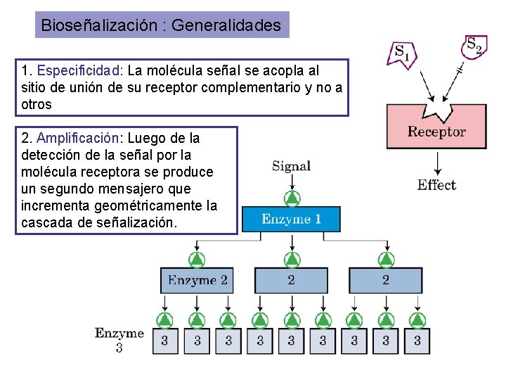 Bioseñalización : Generalidades 1. Especificidad: La molécula señal se acopla al sitio de unión