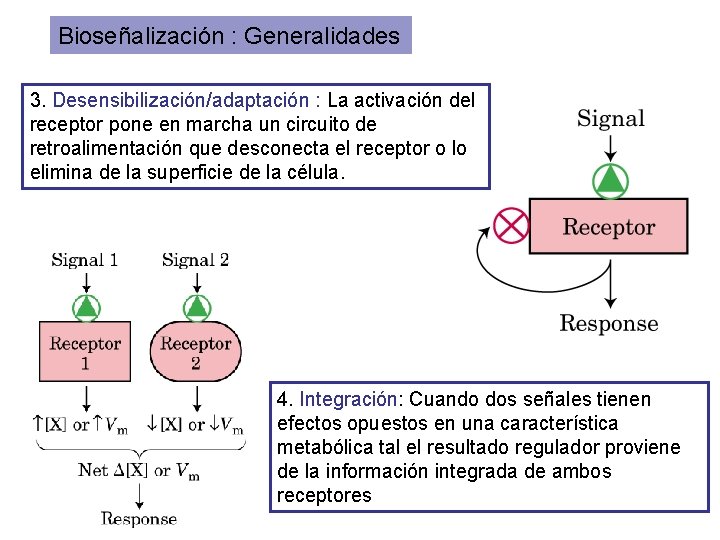 Bioseñalización : Generalidades 3. Desensibilización/adaptación : La activación del receptor pone en marcha un