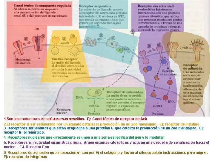 1. Son los traductores de señales mas sencillos. Ej: Canal iónico de receptor de