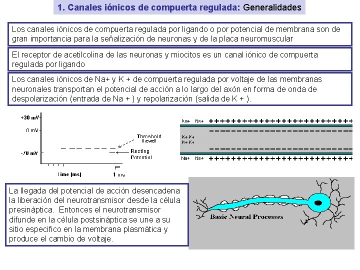1. Canales iónicos de compuerta regulada: Generalidades Los canales iónicos de compuerta regulada por