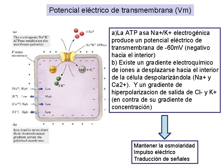 Potencial eléctrico de transmembrana (Vm) a)La ATP asa Na+/K+ electrogénica produce un potencial eléctrico
