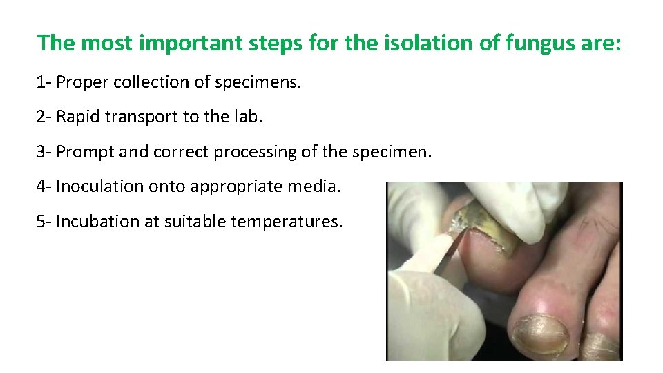The most important steps for the isolation of fungus are: 1 - Proper collection