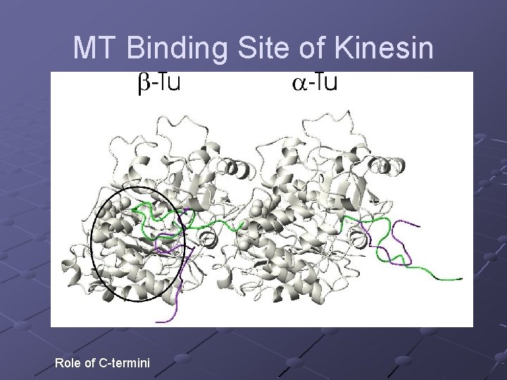 MT Binding Site of Kinesin Role of C-termini 