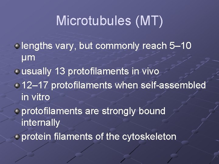 Microtubules (MT) lengths vary, but commonly reach 5– 10 µm usually 13 protofilaments in