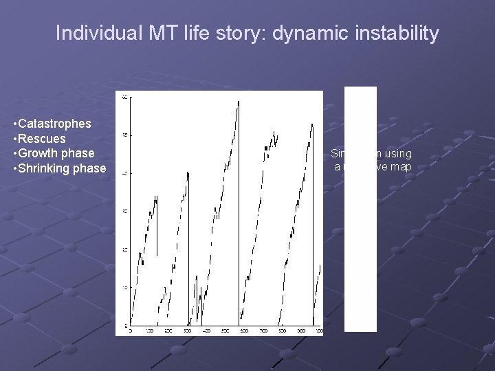 Individual MT life story: dynamic instability • Catastrophes • Rescues • Growth phase •