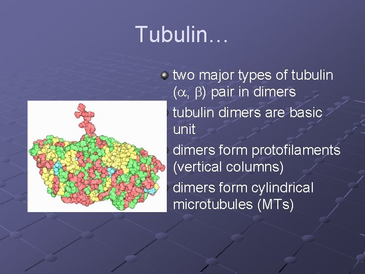 Tubulin… two major types of tubulin (a, b) pair in dimers tubulin dimers are