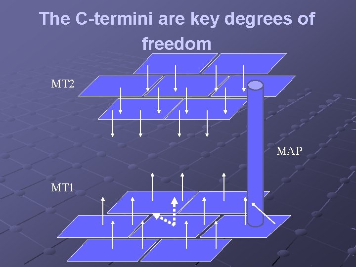 The C-termini are key degrees of freedom MT 2 MAP MT 1 