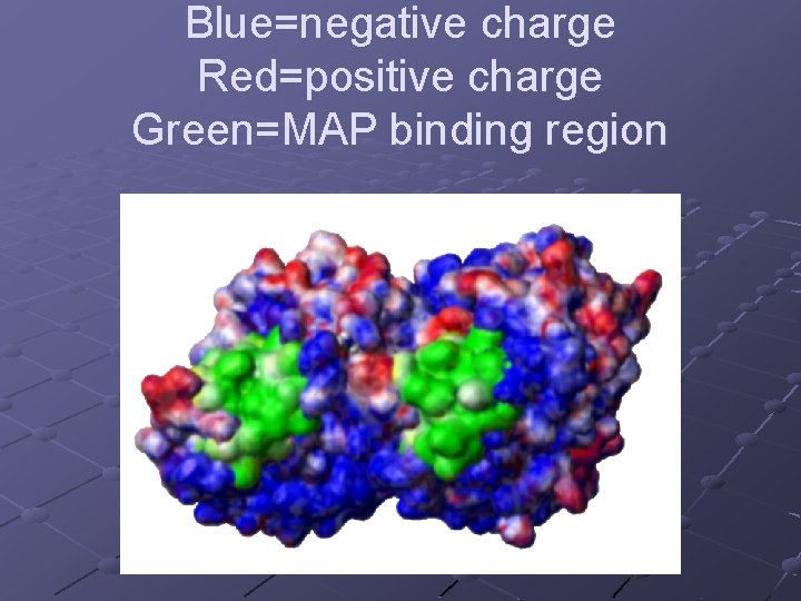 Blue=negative charge Red=positive charge Green=MAP binding region 
