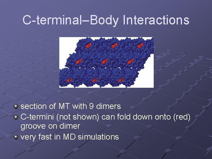 C-terminal–Body Interactions section of MT with 9 dimers C-termini (not shown) can fold down