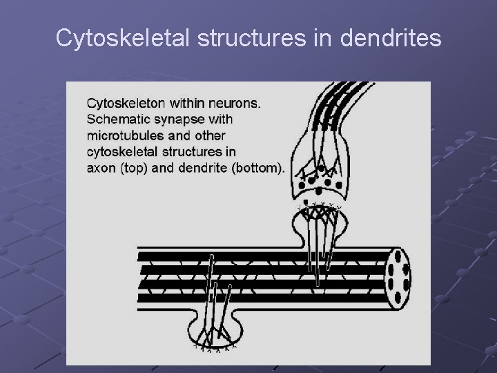 Cytoskeletal structures in dendrites 