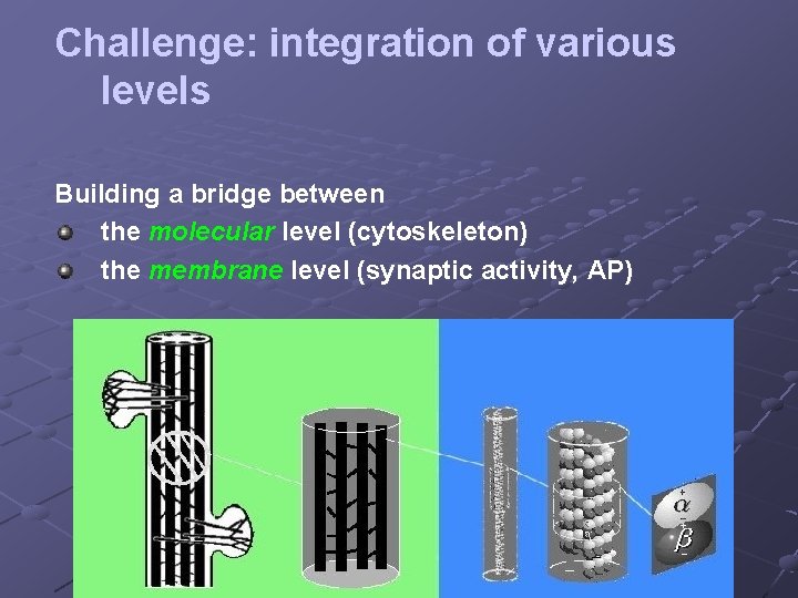 Challenge: integration of various levels Building a bridge between the molecular level (cytoskeleton) the