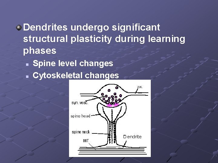 Dendrites undergo significant structural plasticity during learning phases n n Spine level changes Cytoskeletal