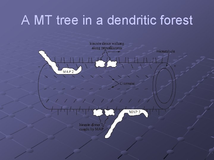 A MT tree in a dendritic forest 