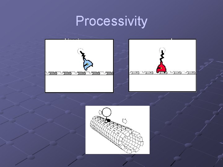 Processivity kinesin ncd 