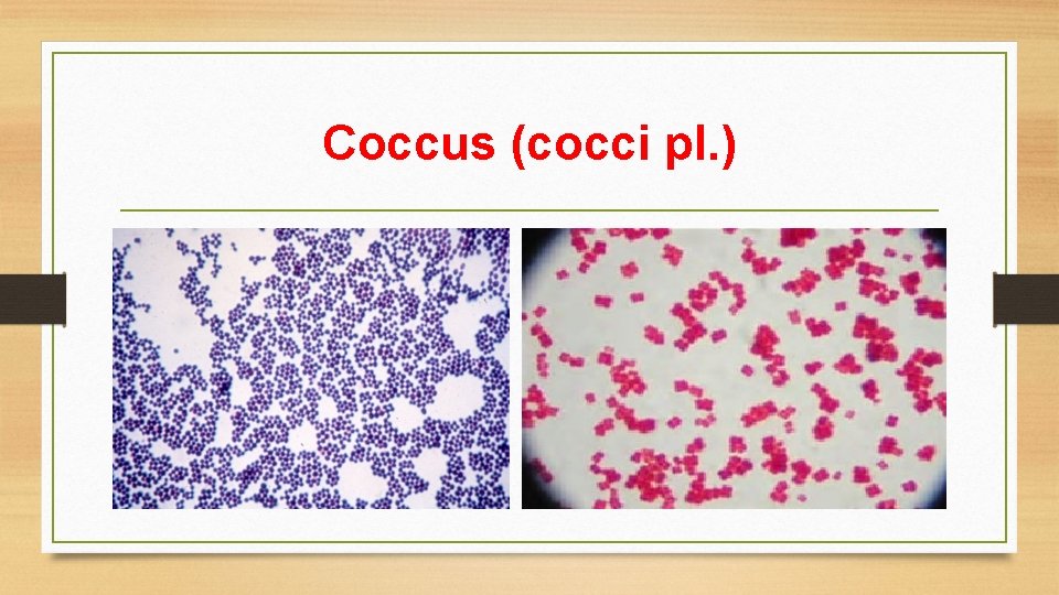 Coccus (cocci pl. ) 