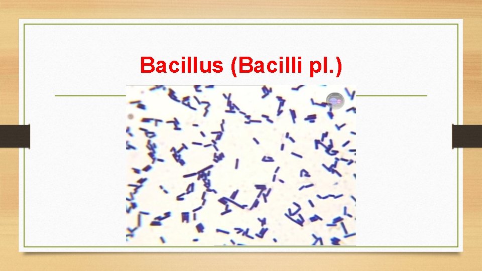 Bacillus (Bacilli pl. ) 