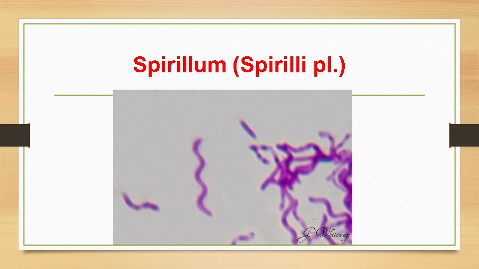 Spirillum (Spirilli pl. ) 