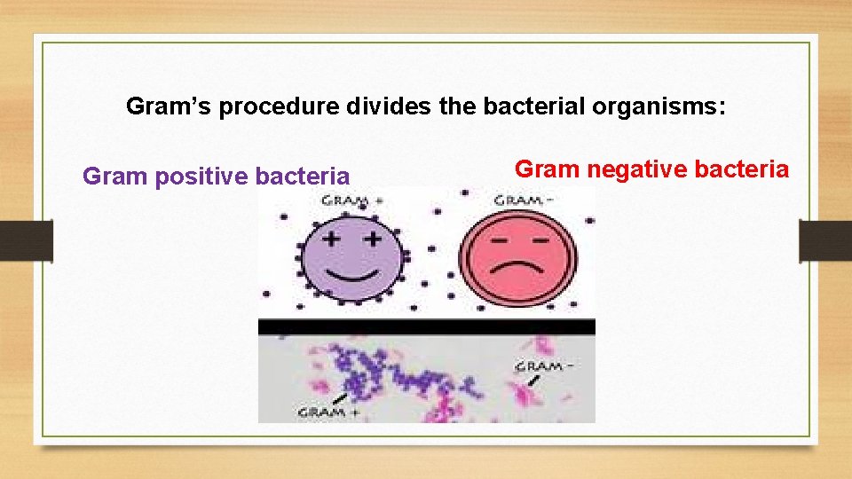 Gram’s procedure divides the bacterial organisms: Gram positive bacteria Gram negative bacteria 