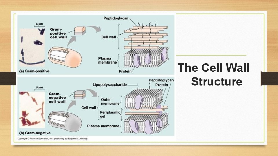 The Cell Wall Structure 