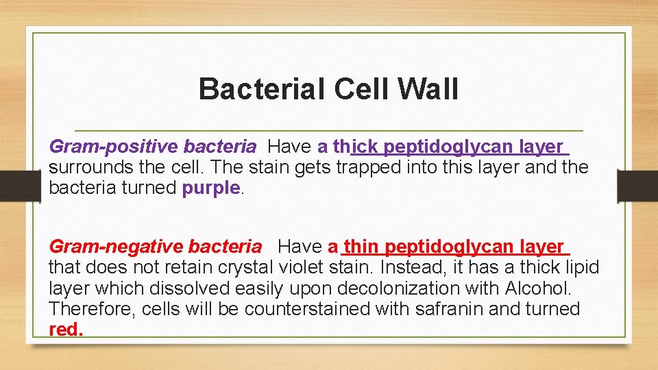 Bacterial Cell Wall Gram-positive bacteria Have a thick peptidoglycan layer surrounds the cell. The