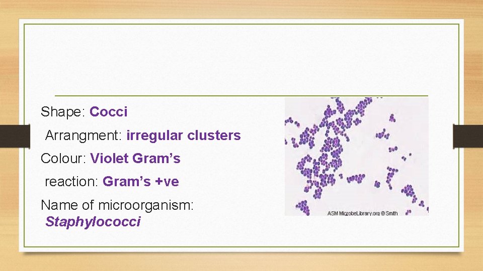 Shape: Cocci Arrangment: irregular clusters Colour: Violet Gram’s reaction: Gram’s +ve Name of microorganism: