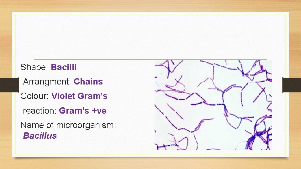 Shape: Bacilli Arrangment: Chains Colour: Violet Gram’s reaction: Gram’s +ve Name of microorganism: Bacillus