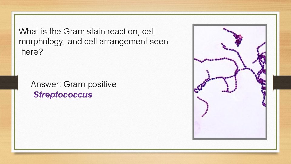 What is the Gram stain reaction, cell morphology, and cell arrangement seen here? Answer: