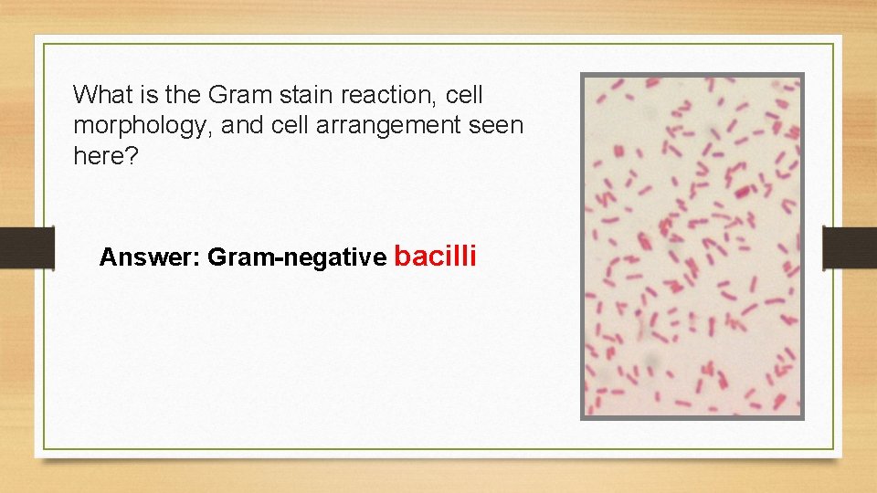What is the Gram stain reaction, cell morphology, and cell arrangement seen here? Answer: