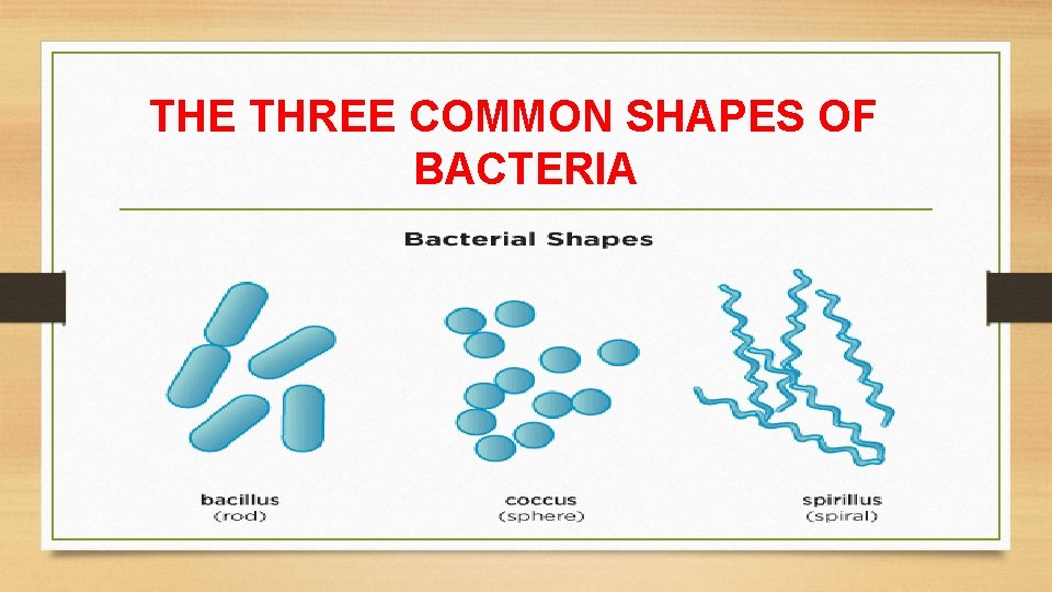 THE THREE COMMON SHAPES OF BACTERIA 