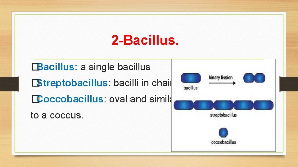 2 -Bacillus. �Bacillus: a single bacillus �Streptobacillus: bacilli in chains �Coccobacillus: oval and similar