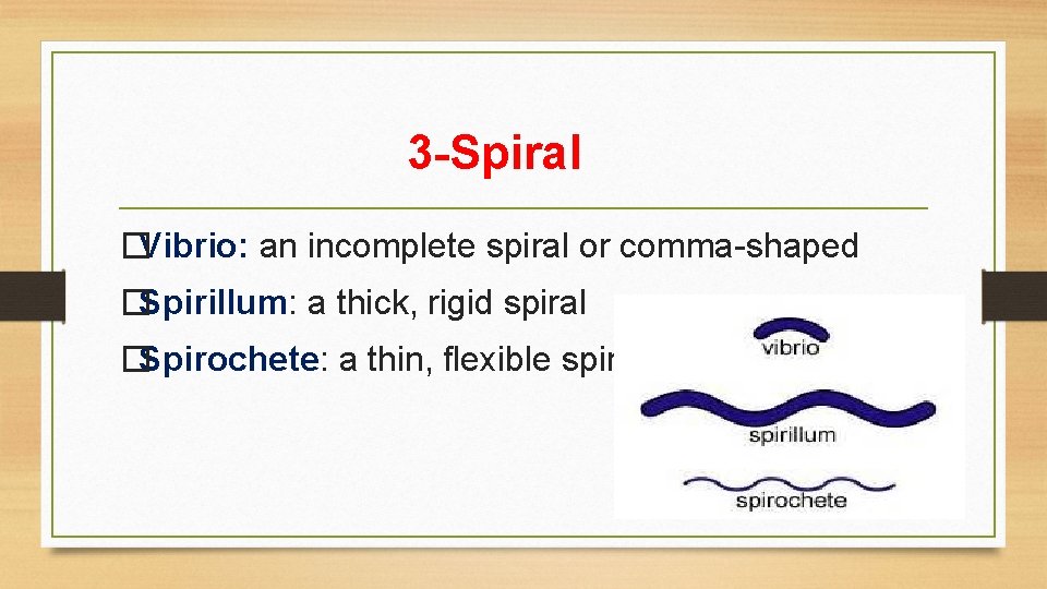 3 -Spiral �Vibrio: an incomplete spiral or comma-shaped �Spirillum: a thick, rigid spiral �Spirochete: