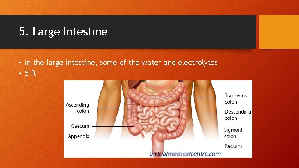 5. Large Intestine • In the large intestine, some of the water and electrolytes