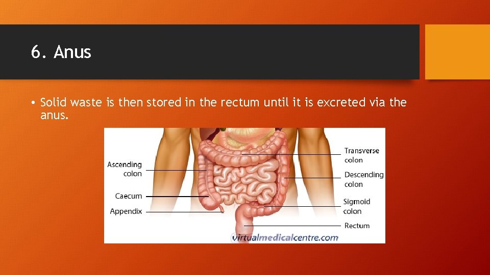 6. Anus • Solid waste is then stored in the rectum until it is