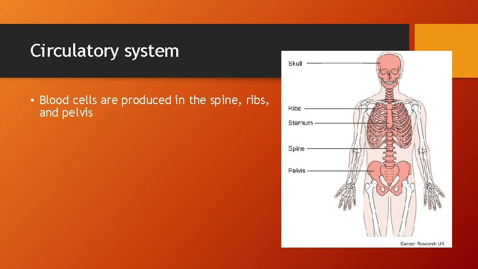 Circulatory system • Blood cells are produced in the spine, ribs, and pelvis 