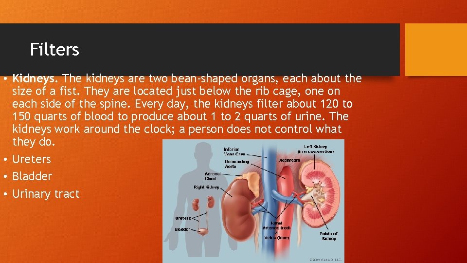 Filters • Kidneys. The kidneys are two bean-shaped organs, each about the size of