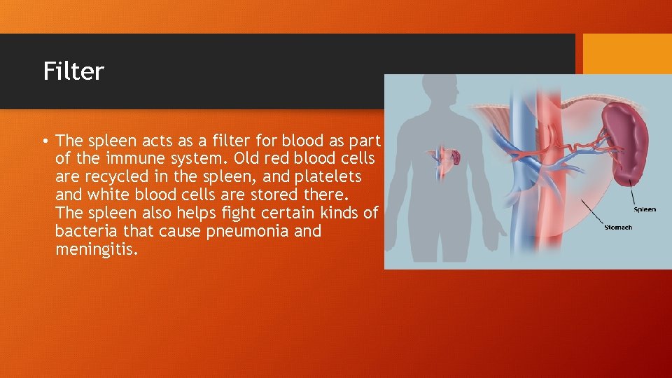 Filter • The spleen acts as a filter for blood as part of the