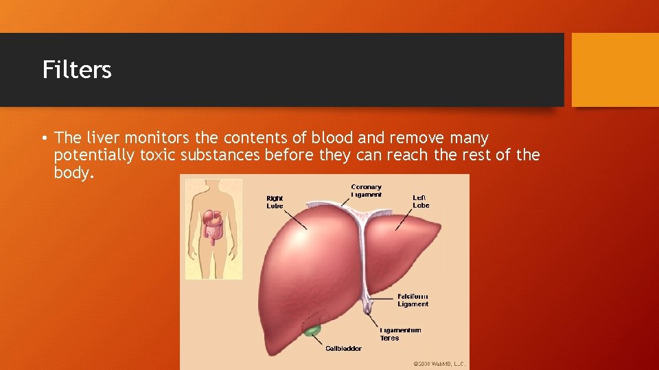 Filters • The liver monitors the contents of blood and remove many potentially toxic