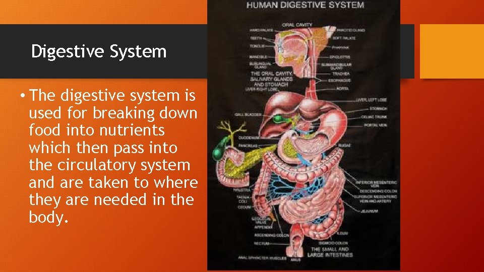 Digestive System • The digestive system is used for breaking down food into nutrients