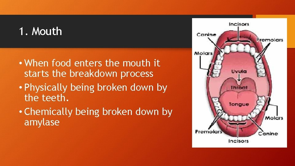 1. Mouth • When food enters the mouth it starts the breakdown process •