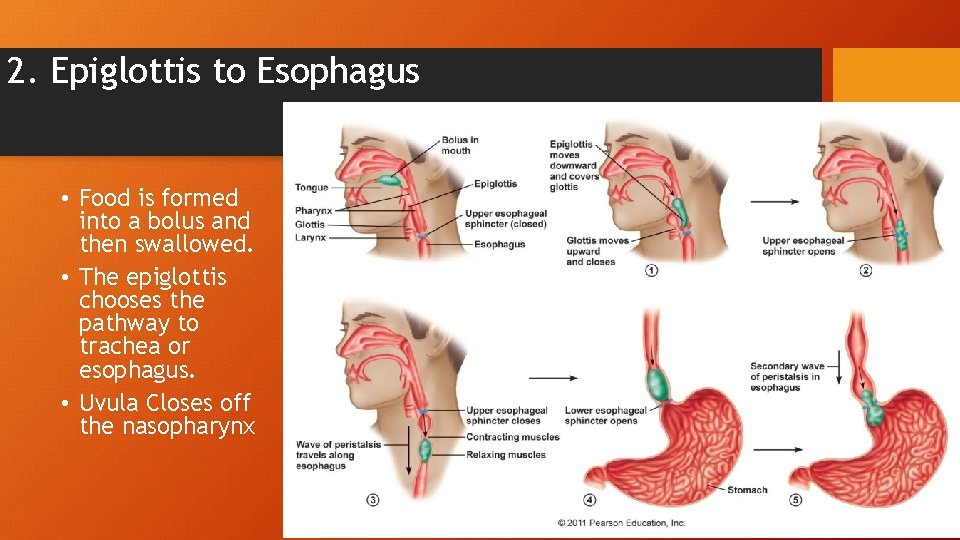 2. Epiglottis to Esophagus • Food is formed into a bolus and then swallowed.