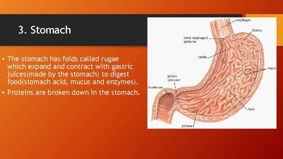 3. Stomach • The stomach has folds called rugae which expand contract with gastric