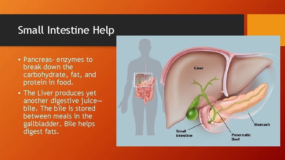 Small Intestine Help • Pancreas- enzymes to break down the carbohydrate, fat, and protein
