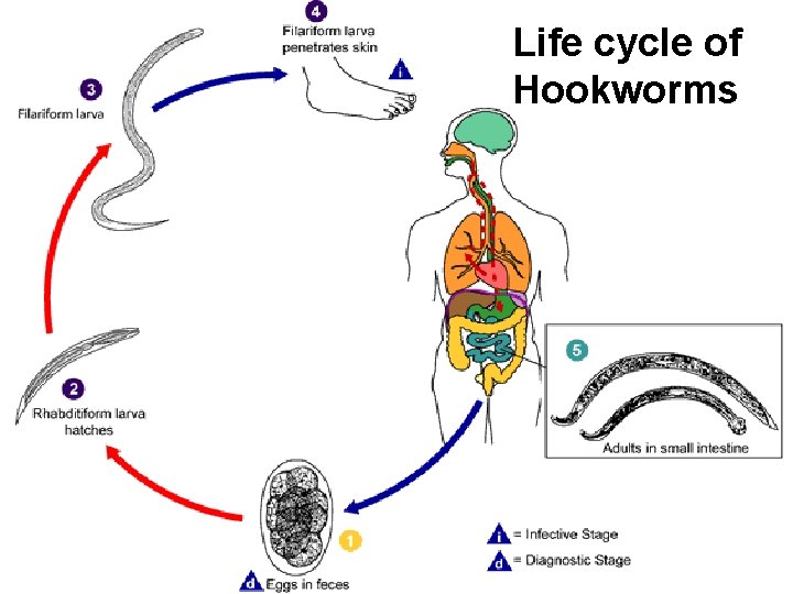 Life cycle of Hookworms 